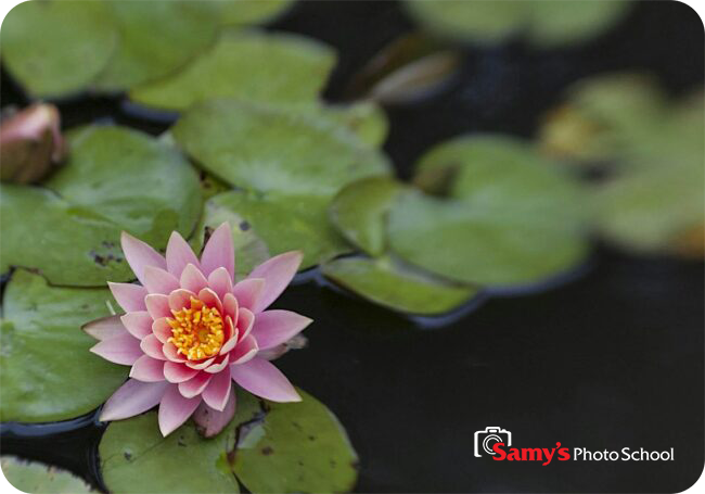 Photographing the Gardens at the Huntington Library