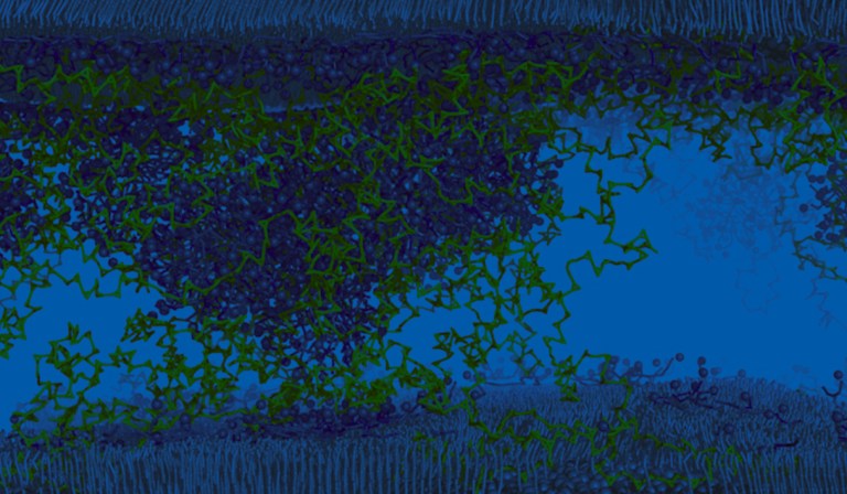 Molecular dynamics and coarse-grained simulations facilitate the design of new eco-friendly cosmetic formulations