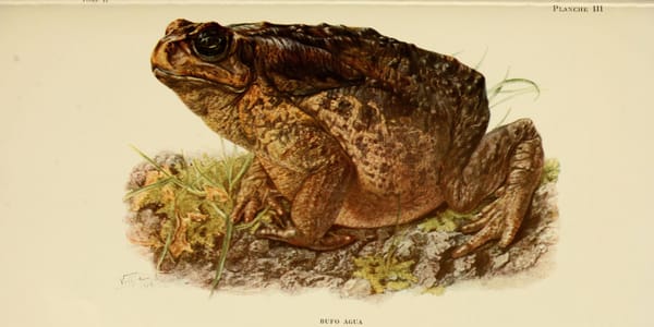 Cane toad illustr