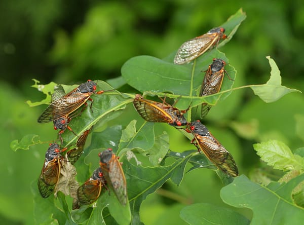 Nine cicadas resting on a leafy bush. 