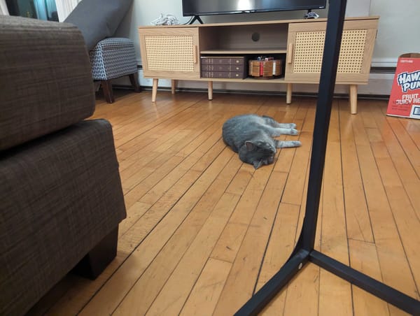 A gray cat laying on her side on a hardwood floor.