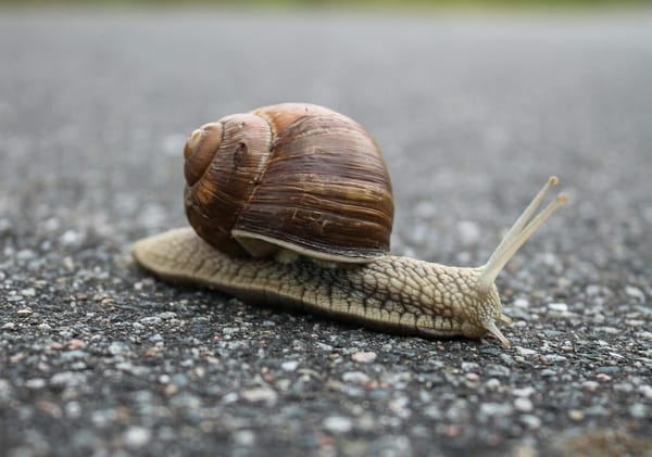 Photo of a snail creeping across pavement. 