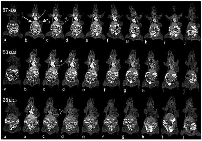 Theranostics Image