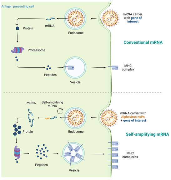 Theranostics Image