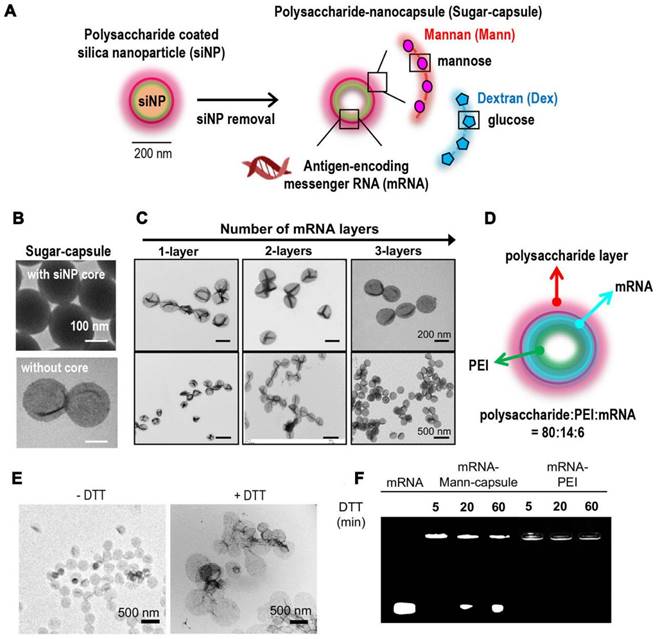 Theranostics Image