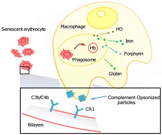 Theranostics Image