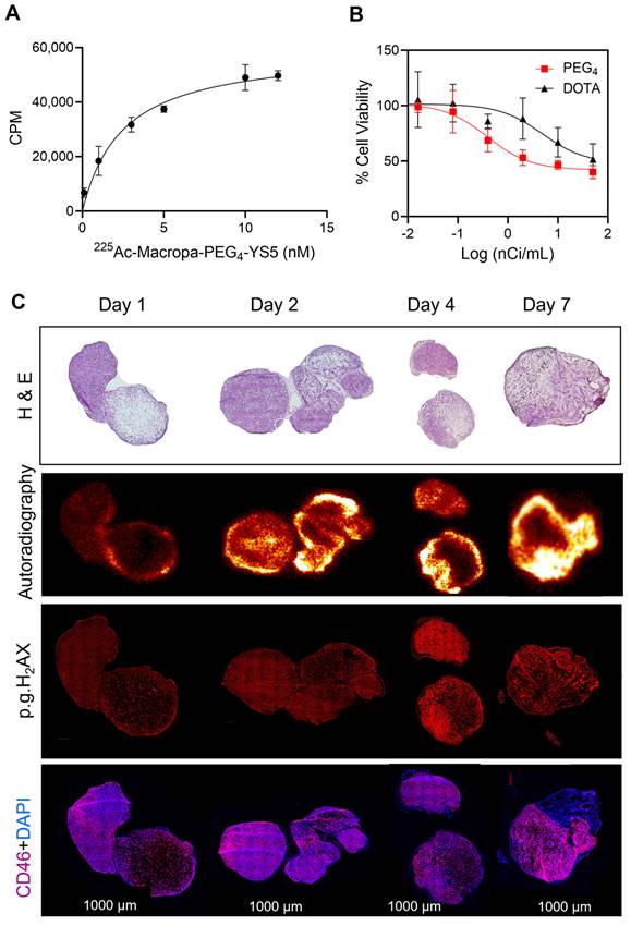 Theranostics Image