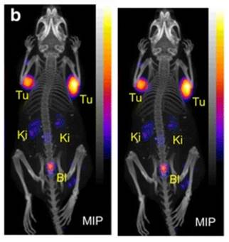 Theranostics Image