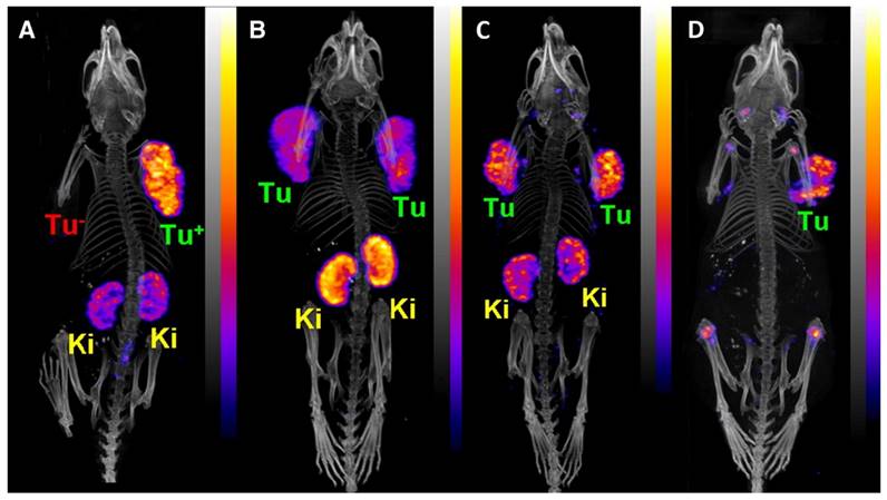 Theranostics Image