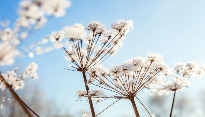 Queen Ann's lace