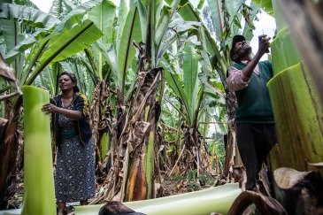 Husband and wife prepare enset at their home in Doyogena District, Ethiopia