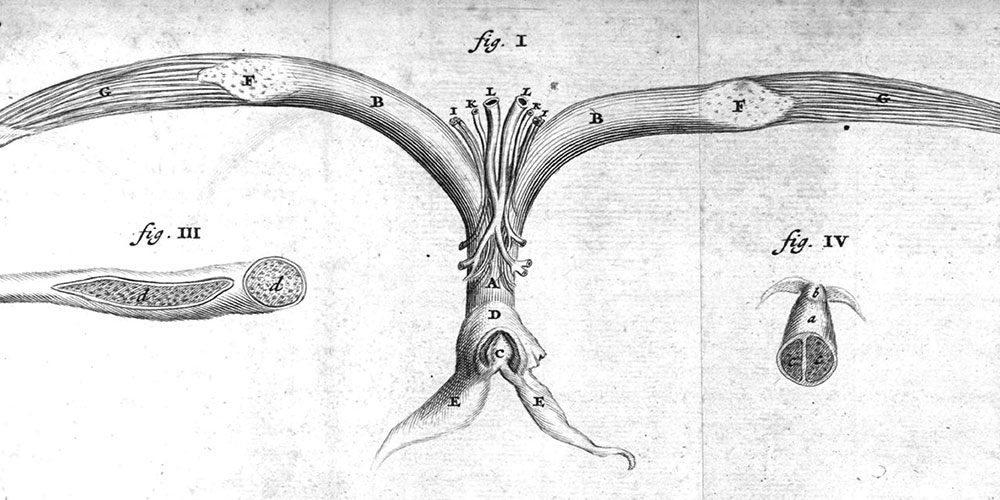 Die Klitoris, ein Tabu der Anatomie