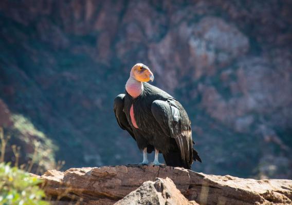 California Condor