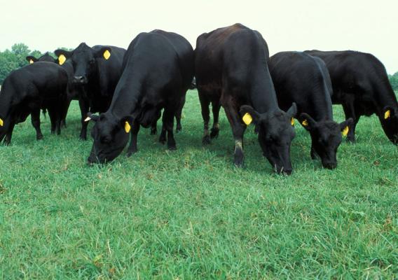 Angus cattle grazing