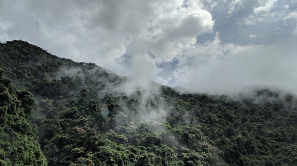 Forest restoration for green water