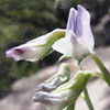 Vicia ervilia