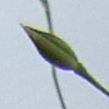 Milium pedicellare