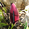 Arum palaestinum