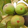 Figs