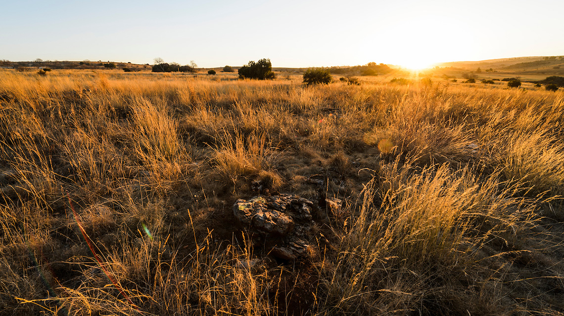 Landscape view of a golden wheat field at sunrise with sparse trees and gentle slopes in background.