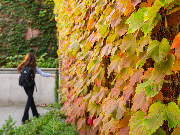 A student walks by a brick wall filled with ivy in autumn colors.