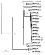 Thumbnail of Phylogenetic relationships between the envelope (E) protein genes of dengue type 4 viruses recovered from patients from Pacific island nation states during 2007–2009 outbreaks and from dengue type 4 viruses from Southeast Asia and earlier outbreaks in the Pacific region. Bootstrap values are shown for key nodes. Scale bar represents 0.01 nt changes per site.