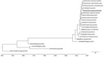 Thumbnail of Phylogenetic tree of Zika virus RNA isolated from travelers returning to Israel. Bayesian maximum clade credibility time-scaled phylogenetic tree (BEAST, http://beast.bio.ed.ac.uk/Main_Page) was generated by using 4 partially sequenced Zika virus envelope genes (231 bp) detected from 4 samples obtained from patients in Israel during 2015–2016 and 19 reference strains belonging to the lineages from Asia and Africa. Isr, Israel; Viet, Vietnam; Col, Colombia; Mex, Mexico. Underlining i