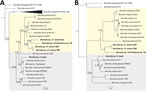 Bayesian phylogenetic trees inferred for the Borrelia spp. characterized in study of relapsing fever group borreliae in human-biting soft ticks, Brazil. A) Ambiguous alignments of single 16S rRNA gene (1,274 bp); B) concatenated 16S rRNA-flaB-glpQ genes (2,435 bp). Bold indicates borreliae from this study. Trees are drawn to scale. Four independent Markov chain runs for 1,000,000 metropolis-coupled MCMC generations were implemented for the analyses, sampling a tree every 100th generation. The first 25% of the trees represented burn-in, and the remaining trees were used to calculate Bayesian posterior probability values. Both trees were inferred using the Hasegawa-Kishino-Yano model with gamma distribution. Numbers above or below tree branches represent Bayesian posterior probabilities. Light yellow and gray backgrounds denote Old World and New World relapsing fever group Borrelia spp., respectively. Scale bar indicates nucleotide substitutions per site.