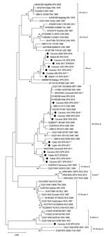 Phylogenetic tree obtained for strains of Crimean-Congo hemorrhagic fever virus detected in Spain (black dots) and other sequences downloaded from GenBank. We built the phylogenetic tree using the neighbor-joining method based on partial (175 nt) sequences of the virus small segment. Numbers in nodes indicate bootstrap values for the groups; values <75 are not shown. Strains detected from Spain are named by geographic origin, locality sampling site, and sampling year; other sequences are named by GenBank accession number, strain, geographic origin, and sampling year. Asterisks indicate sequences from this study that have been submitted to the EMBL (https://www.embl.org) and GenBank databases. Genotypes are indicated by Roman numerals: I, West Africa (Africa 1); II, Central Africa (Africa 2); III, South and West Africa (Africa 3); IV, Middle East/Asia, divided into groups corresponding to groups Asia 1 and Asia 2; V, Europe/Turkey (Europe 1); VI, Greece (Europe 2). Using guidelines published elsewhere (25,26), we then named and labeled the genotypes with equivalent clade nomenclature indicated in parentheses. Scale bar indicates substitutions/site (evolutionary distance).